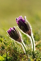 Pasque flower - E